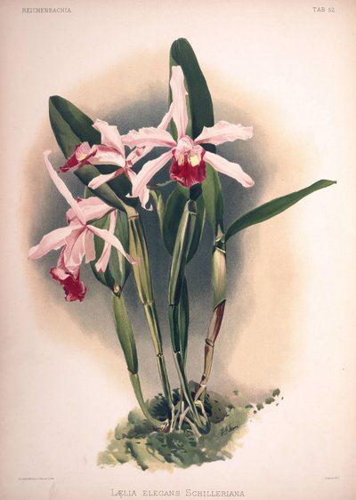 Cattleya × elegans, Synonym: Laelia × elegans var. schilleriana von London H. Sotheran and Co.